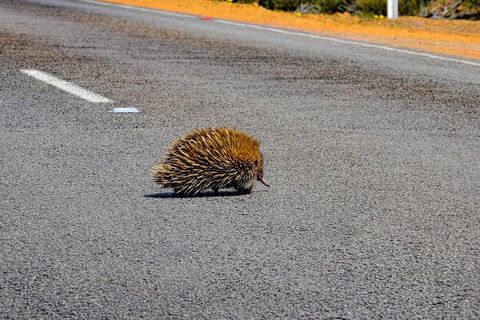 Kangaroo Island Luxury Small Group 'Flinders Chase Focus' Full Day Tour - Hervey Bay Accommodation 3