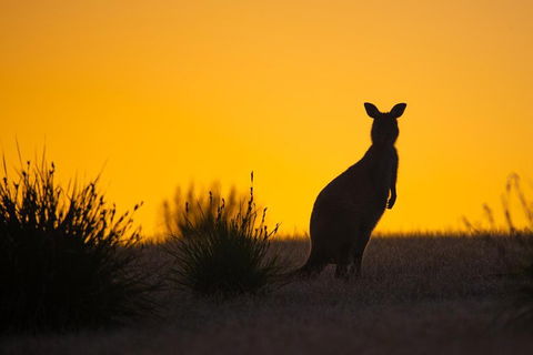 Kangaroo Island Luxury Small Group 'Flinders Chase Focus' Full Day Tour - Hervey Bay Accommodation 5