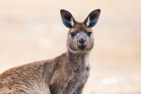 Kangaroo Island Luxury Small Group 'East End Explorer' Full Day Tour - Tourism Hervey Bay 1