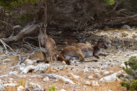 Kangaroo Island Luxury Small Group 'East End Explorer' Full Day Tour - Tourism Hervey Bay 4