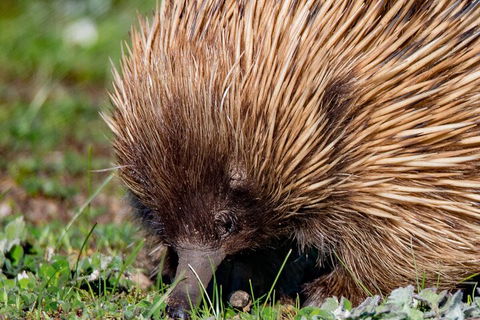 Kangaroo Island Luxury Small Group 'East End Explorer' Full Day Tour - Tourism Hervey Bay 5