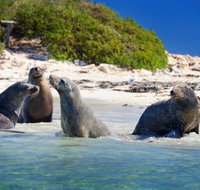 Dolphin Penguin and Sea Lion Cruise - Hervey Bay Accommodation