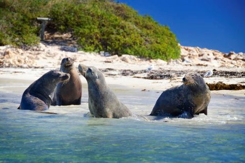 Dolphin, Penguin And Sea Lion Cruise - Hervey Bay Accommodation 0