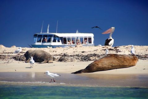 Dolphin, Penguin And Sea Lion Cruise - Hervey Bay Accommodation 1