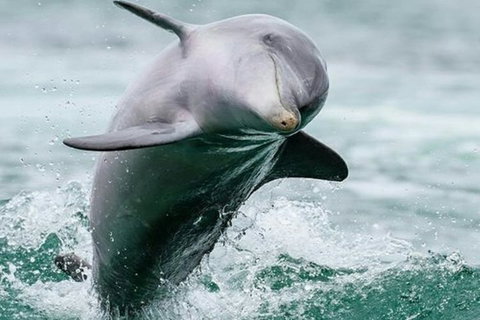 Dolphin, Penguin And Sea Lion Cruise - Hervey Bay Accommodation 2