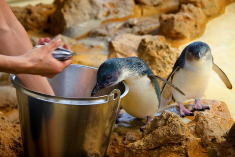 Dolphin, Penguin And Sea Lion Cruise - Hervey Bay Accommodation 3