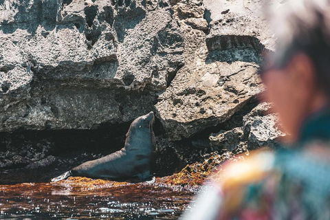 Adventure Rottnest Tour With Ferry & Adventure Cruise From Perth Or Fremantle - Hervey Bay Accommodation 1