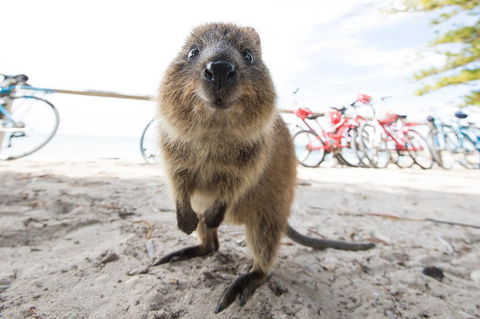 Rottnest Island Round-Trip Ferry From Perth Or Fremantle - Hervey Bay Accommodation 3