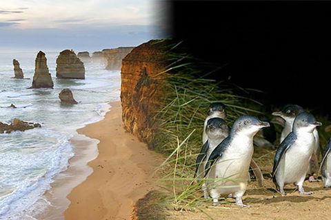 Melbourne Super Saver: Great Ocean Road + Phillip Island + Attraction Pass - Tourism Hervey Bay 0