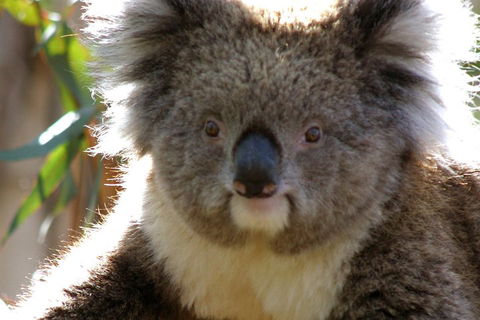 Melbourne Super Saver: Great Ocean Road + Phillip Island + Attraction Pass - Tourism Hervey Bay 3