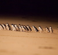 Phillip Island Penguin Parade Express Tour from Melbourne - Hervey Bay Accommodation