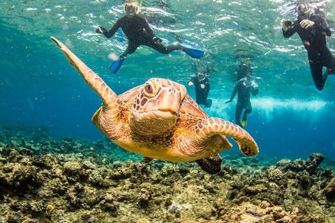 Great Barrier Reef Diving And Snorkeling Cruise From Cairns - Tourism Hervey Bay 3