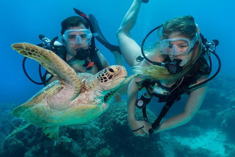 Great Barrier Reef Diving And Snorkeling Cruise From Cairns - Tourism Hervey Bay 4
