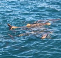 Roebuck Bay Snubfin Dolphin Cruise - Hervey Bay Accommodation