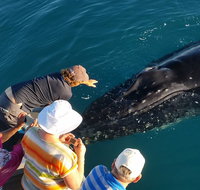 AOC Whale Watching from Broome - Hervey Bay Accommodation