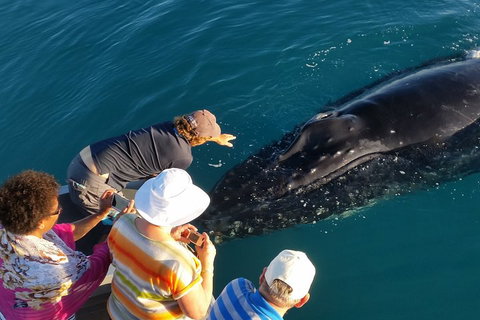 AOC Whale Watching From Broome - Hervey Bay Accommodation 0