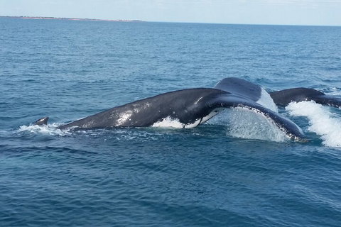 AOC Whale Watching From Broome - Hervey Bay Accommodation 1