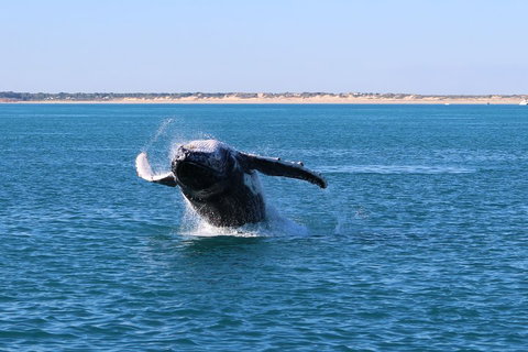 AOC Whale Watching From Broome - Hervey Bay Accommodation 2