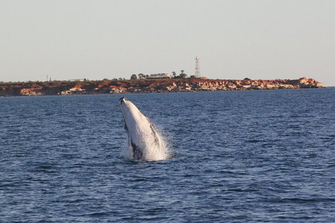AOC Whale Watching From Broome - Hervey Bay Accommodation 3