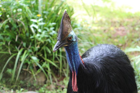 Kuranda Rainforestation Nature Park Ticket (BNP) - Hervey Bay Accommodation 3