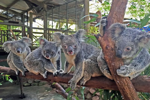 Kuranda Rainforestation Nature Park Ticket (BNP) - Hervey Bay Accommodation 4