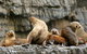 Tasman Island Cruises And Port Arthur Historic Site Day Tour From Hobart - thumb 1