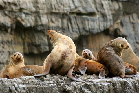 Tasman Island Cruises And Port Arthur Historic Site Day Tour From Hobart - Tourism Hervey Bay 1