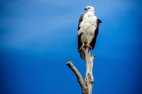 Kangaroo Island 75-Minute Ocean Safari - Hervey Bay Accommodation 0