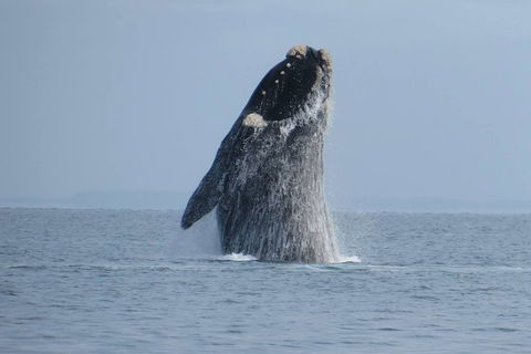 Kangaroo Island 75-Minute Ocean Safari - Hervey Bay Accommodation 2