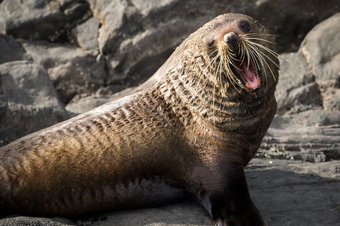 Kangaroo Island 75-Minute Ocean Safari - Hervey Bay Accommodation 5