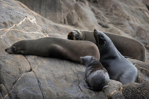 Kangaroo Island Ocean Safari - Snorkeling Safari - Tourism Hervey Bay 0
