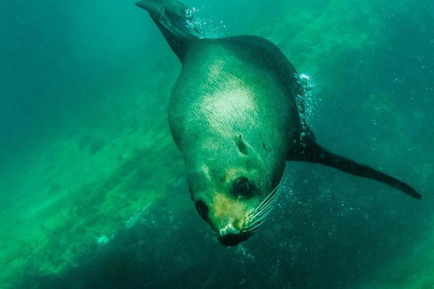 Kangaroo Island Ocean Safari - Snorkeling Safari - Tourism Hervey Bay 1