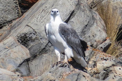 Kangaroo Island Ocean Safari - Snorkeling Safari - Tourism Hervey Bay 4