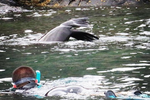 Kangaroo Island Ocean Safari - Snorkeling Safari - Tourism Hervey Bay 5