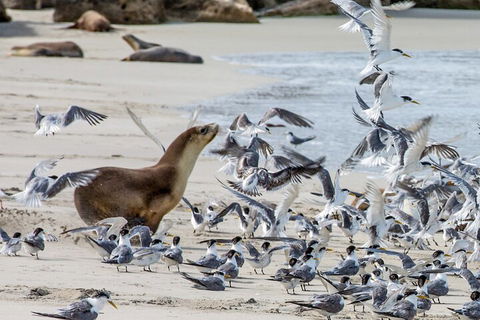Full-Day Kangaroo Island Experience Departing From Kangaroo Island - Hervey Bay Accommodation 1