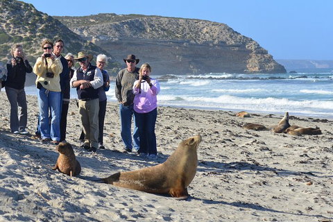 Full Day Seal Bay Experience Departing From Kangaroo Island - Hervey Bay Accommodation 0