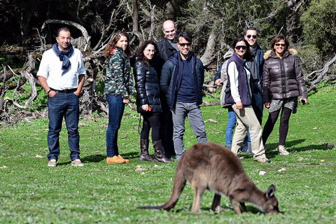 Full Day Seal Bay Experience Departing From Kangaroo Island - Hervey Bay Accommodation 3