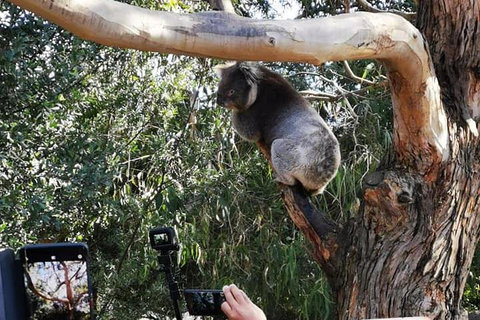 Small-Group Great Ocean Road Day Trip From Melbourne - Hervey Bay Accommodation 0