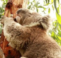 Small-Group Phillip Island Day Trip from Melbourne - Hervey Bay Accommodation