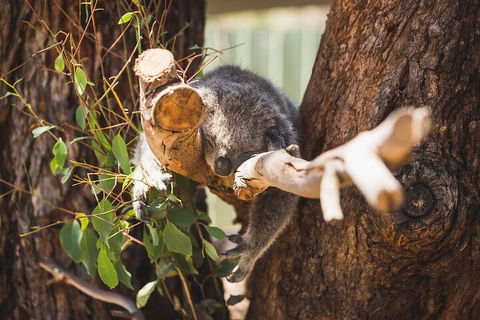 Melbourne City Tour And Phillip Island In One Day - Tourism Hervey Bay 0