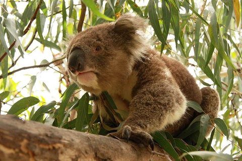 Private Tour: Great Ocean Road From Melbourne - Hervey Bay Accommodation 1