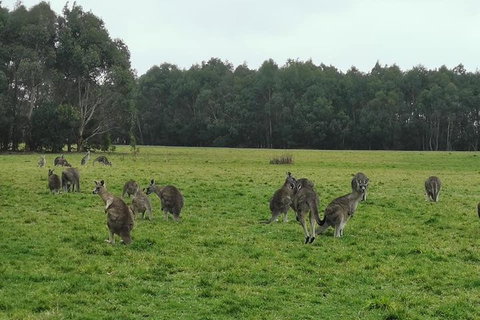 Private Tour: Great Ocean Road From Melbourne - Hervey Bay Accommodation 4