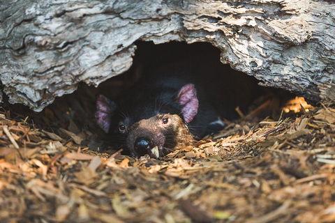 Private Tour: Phillip Island, Penguin Parade And Moonlit Sanctuary Conservation Park From Melbourne - Tourism Hervey Bay 0