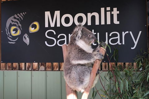Private Tour: Phillip Island, Penguin Parade And Moonlit Sanctuary Conservation Park From Melbourne - Tourism Hervey Bay 3