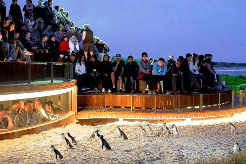 Private Tour: Phillip Island, Penguin Parade And Moonlit Sanctuary Conservation Park From Melbourne - Tourism Hervey Bay 4