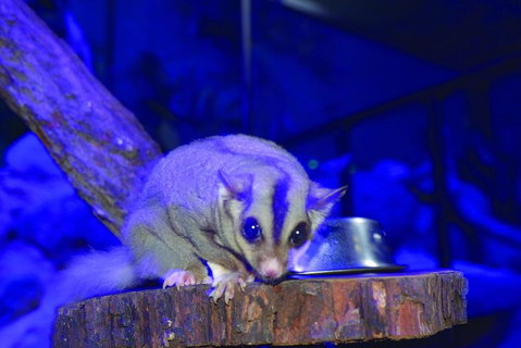 Kuranda Koala Gardens And Birdworld Admission Tickets - Hervey Bay Accommodation 1