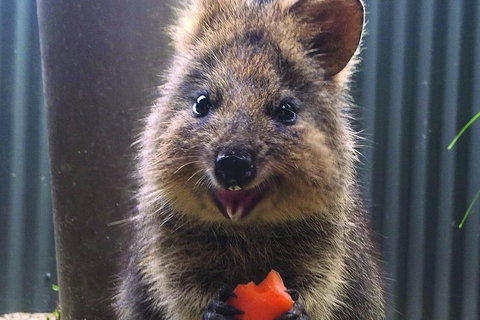 Kuranda Koala Gardens And Birdworld Admission Tickets - Hervey Bay Accommodation 2