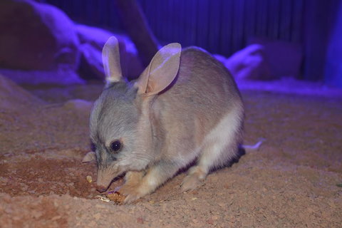 Kuranda Wildlife Experience Three Attraction Pass - Hervey Bay Accommodation 0