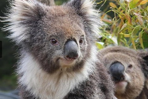 Kuranda Koala Gardens General Entry Ticket - Hervey Bay Accommodation 1