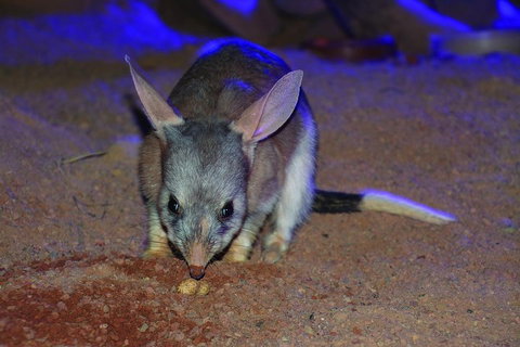 Kuranda Koala Gardens General Entry Ticket - Hervey Bay Accommodation 3